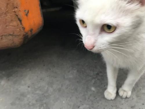 梦见小白猫