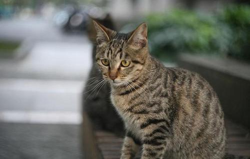 梦见被猫攻击和猫搏斗