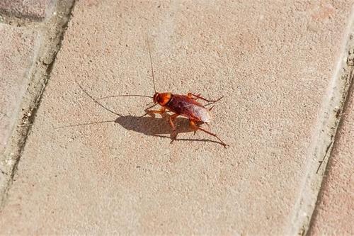 梦见好多虫子