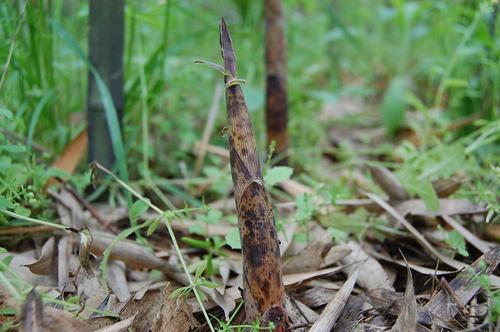 梦见自己到山上拔野笋
