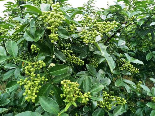 梦见摘新鲜的花椒