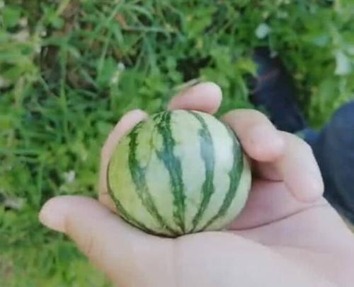 梦见地里长满西瓜