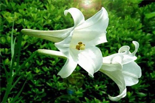 梦见百合开花