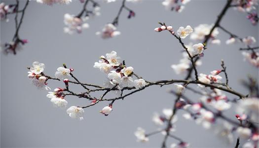 梦见树上开花
