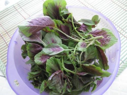梦见苋菜