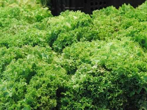 梦见植物长势很好