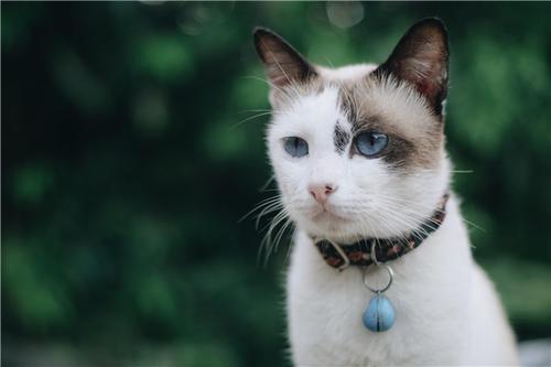 梦见猫叫