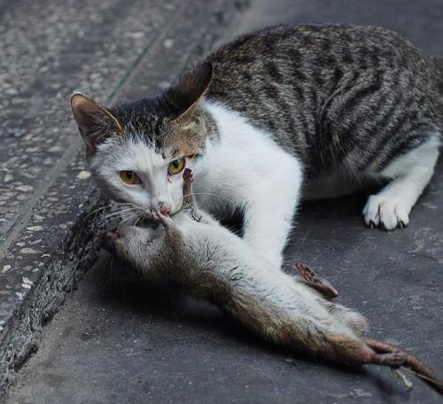 梦见猫吃老鼠