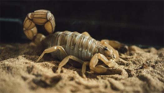 梦见蝎子和潮虫