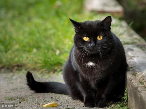 梦见黑猫扑向自己