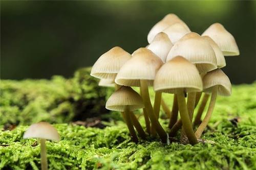 梦见摘蘑菇