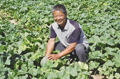 梦见摘瓜
