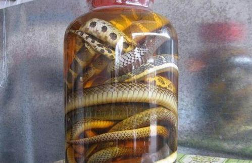梦见蛇泡酒