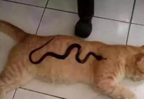 梦见狗吃蛇