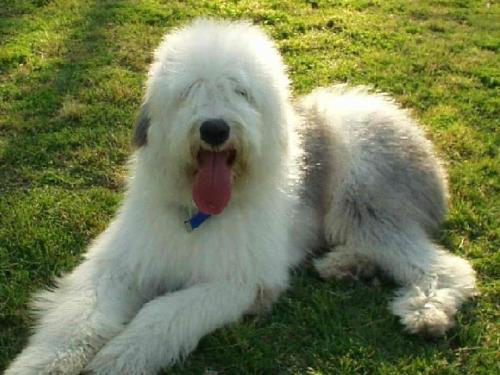 梦见古代牧羊犬 梦见古代牧羊犬