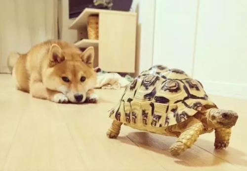 梦见乌龟和狗