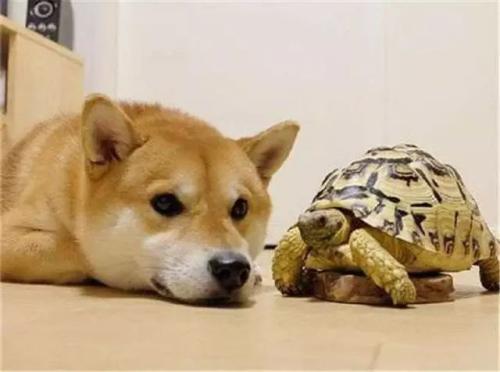 梦见狗变乌龟