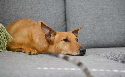 梦见狗进家门