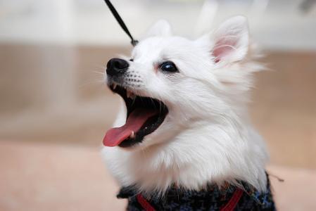 梦见一只可爱的白狗