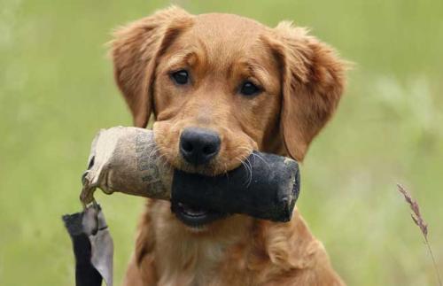 梦见手被狗咬