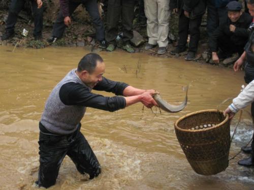 梦见下海抓鱼