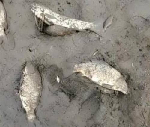 梦见鱼缺水而死