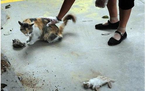 梦见猫被分尸