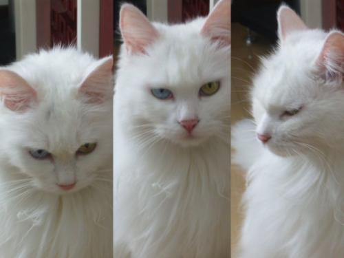 梦见猫成精