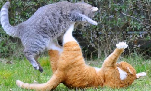 梦见猫打架