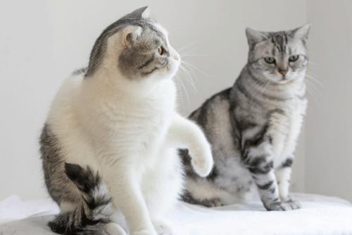 梦见干净的猫