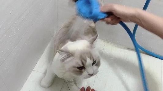梦见帮布偶猫洗澡