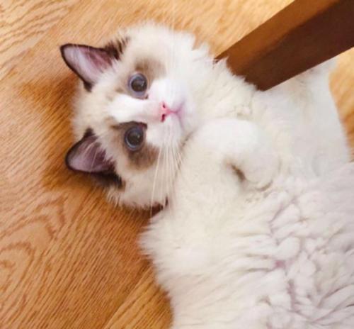 梦见给布偶猫铲屎
