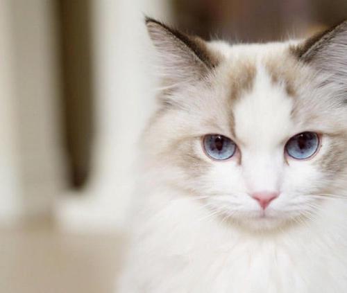 梦见布偶猫疯狂掉毛