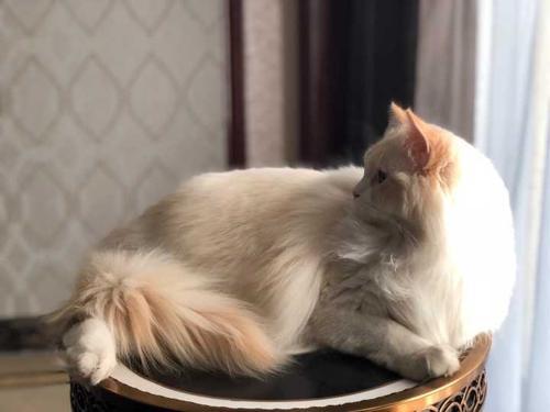 梦见把脸埋在布偶猫的毛里