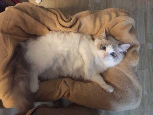 梦见布偶猫抬头看着我