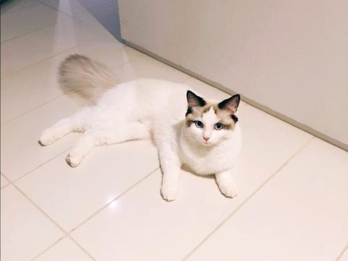 梦见布偶猫蹭自己