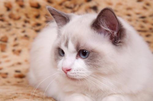 梦见买了一只小布偶猫