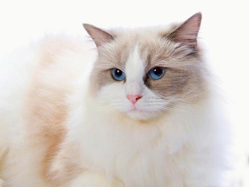 梦见抱布偶猫