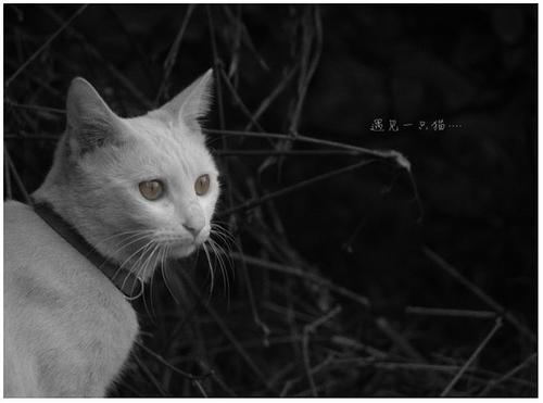 梦见一只灰色的猫