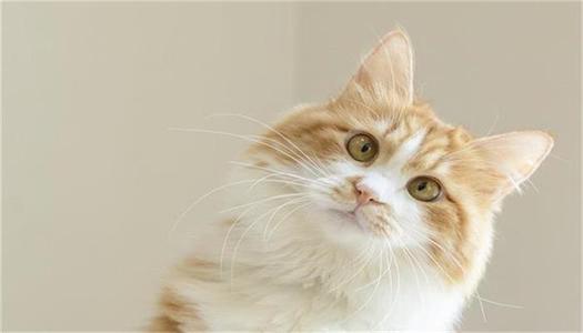 梦见猫开口说话