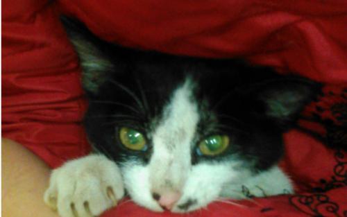 梦见猫被踩死