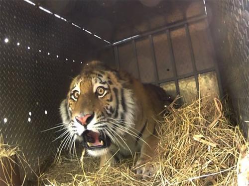 梦见老虎和猫