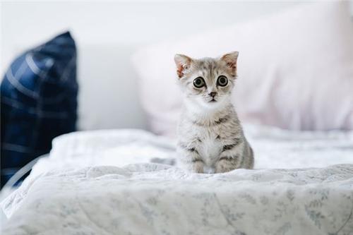 梦见猫咬自己脚