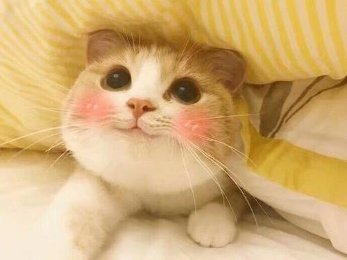 梦见养一只小奶猫