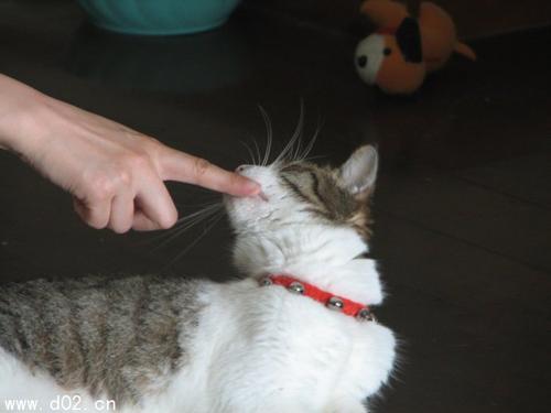 梦见猫怀孕咬人