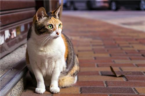 梦见病猫