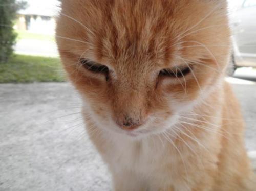 梦见大黄猫追我