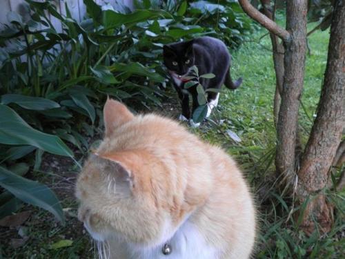 梦见大黄猫爬树