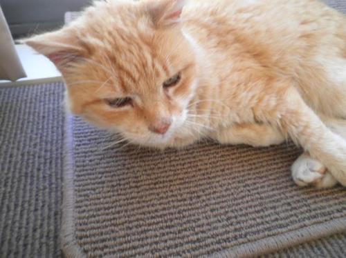 梦见养大黄猫