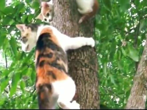 梦见猫爬到树上
